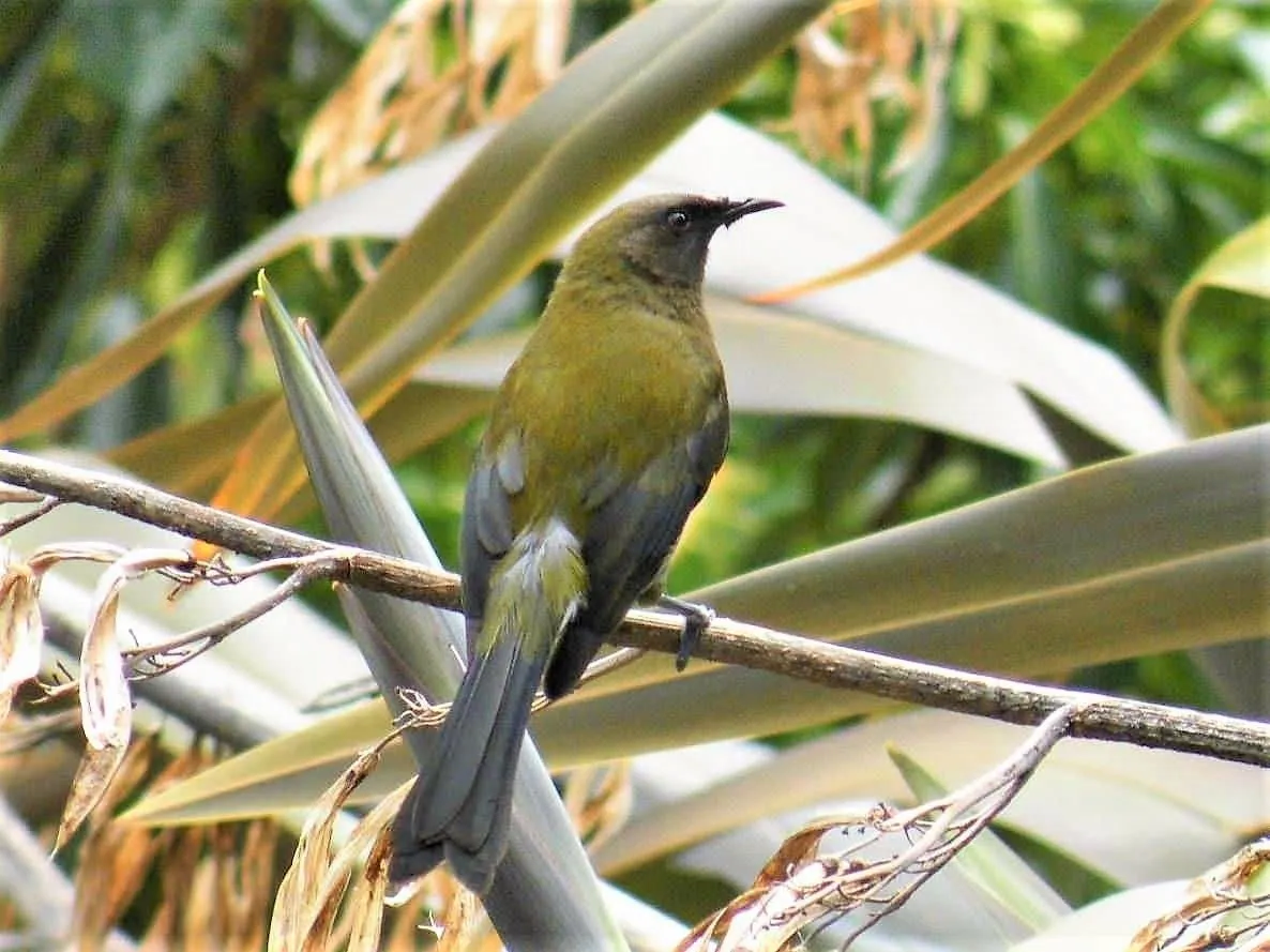 A korimako (bellbird) on a flax flower
