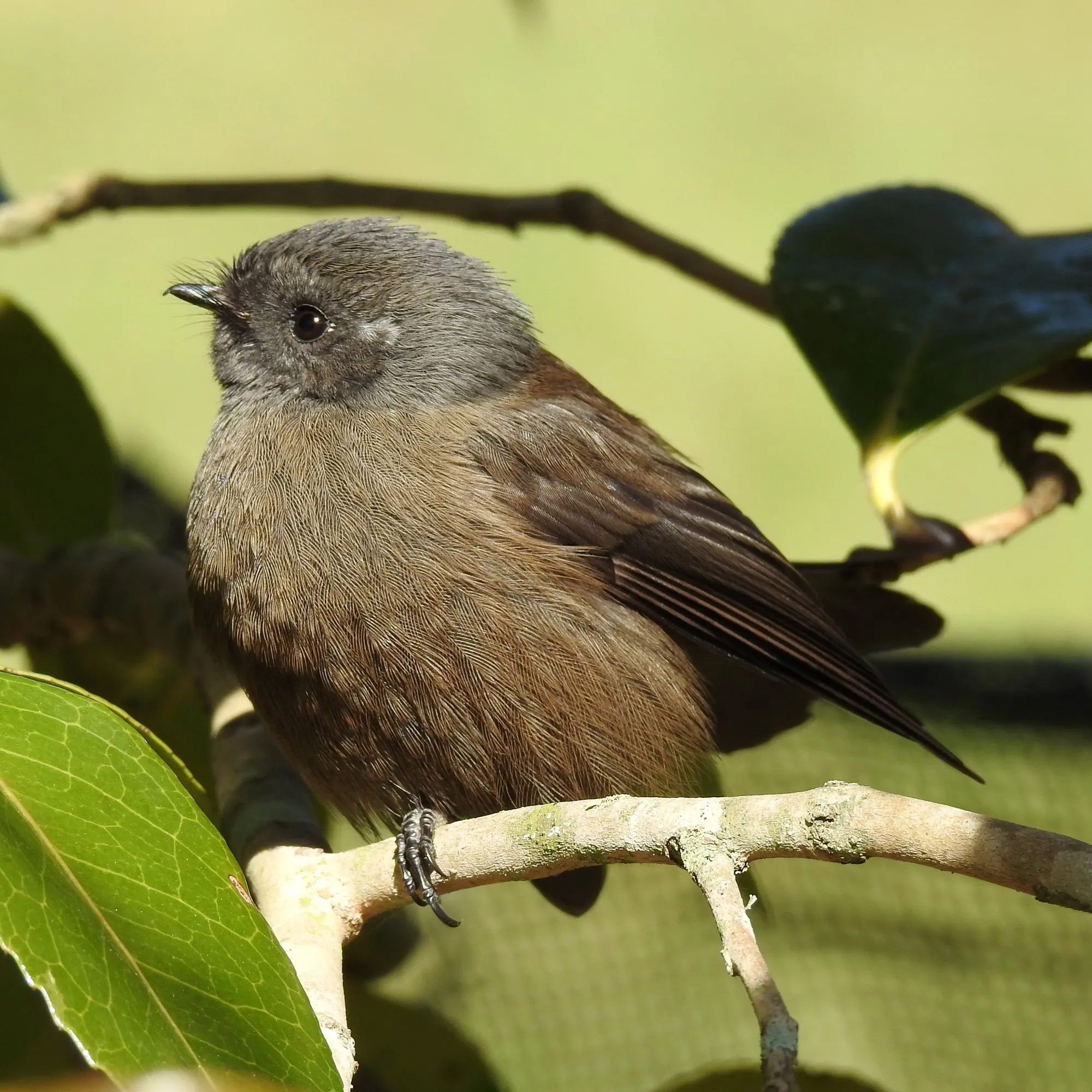 A young pīwakawaka (fantail) perched on a twig