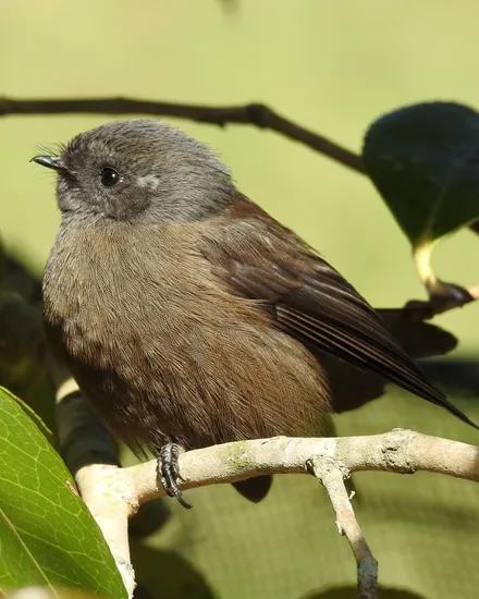 A young pīwakawaka (fantail) perched on a twig