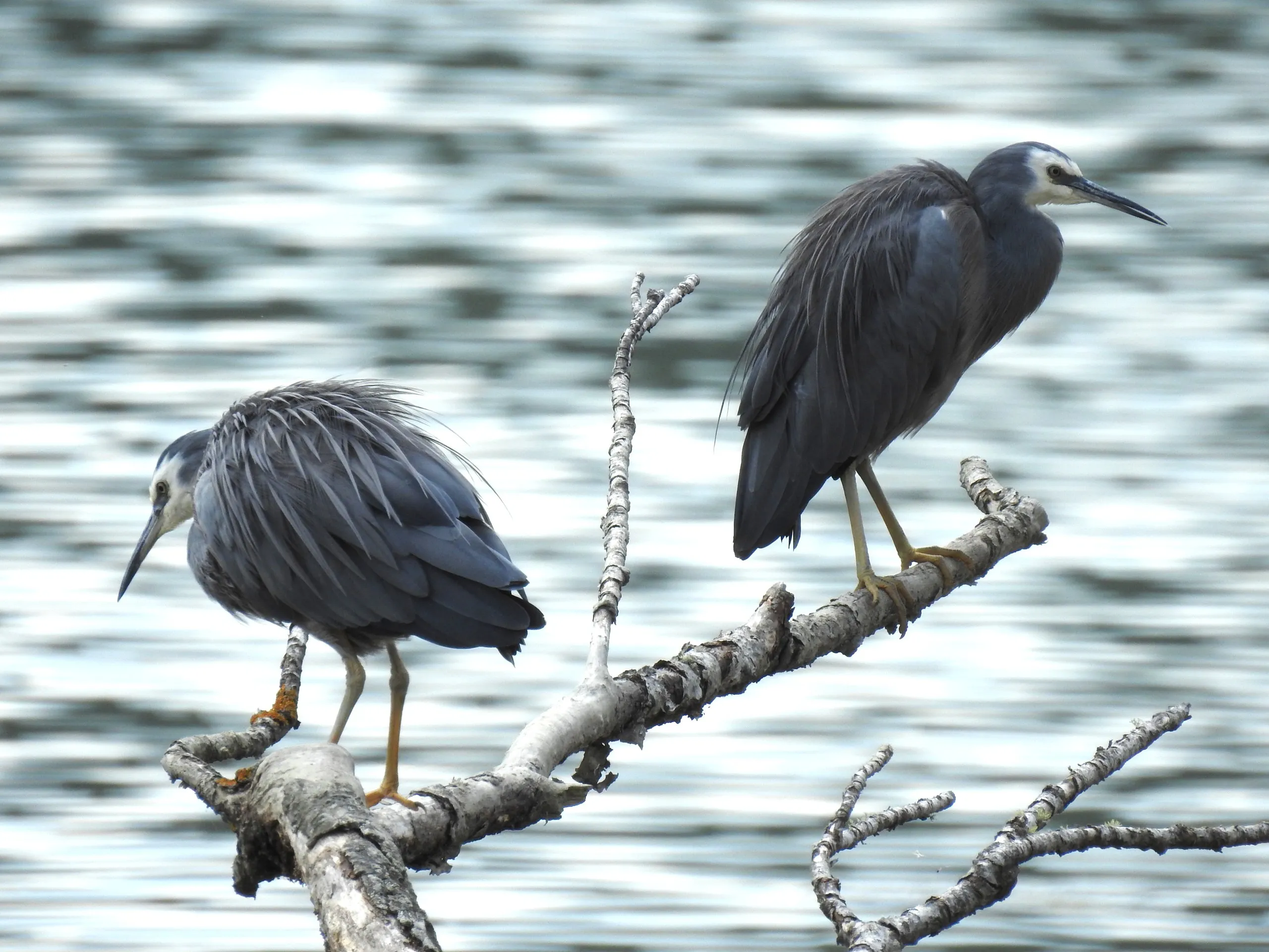 A white-faced heron in close-up on the deck rail