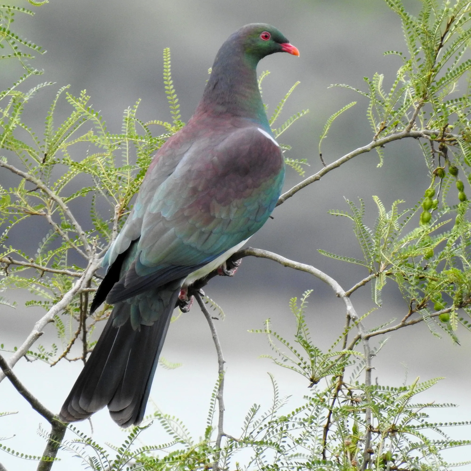 A kererū (native wood pigeon) feeding in a kōwhai tree