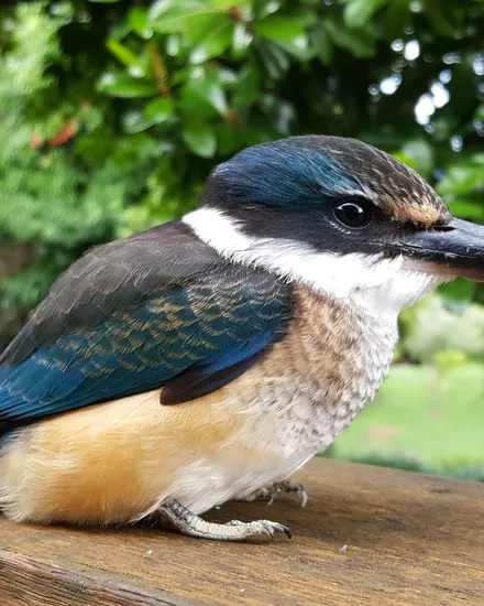 A kōtare (sacred kingfisher) with its brilliant blue back
