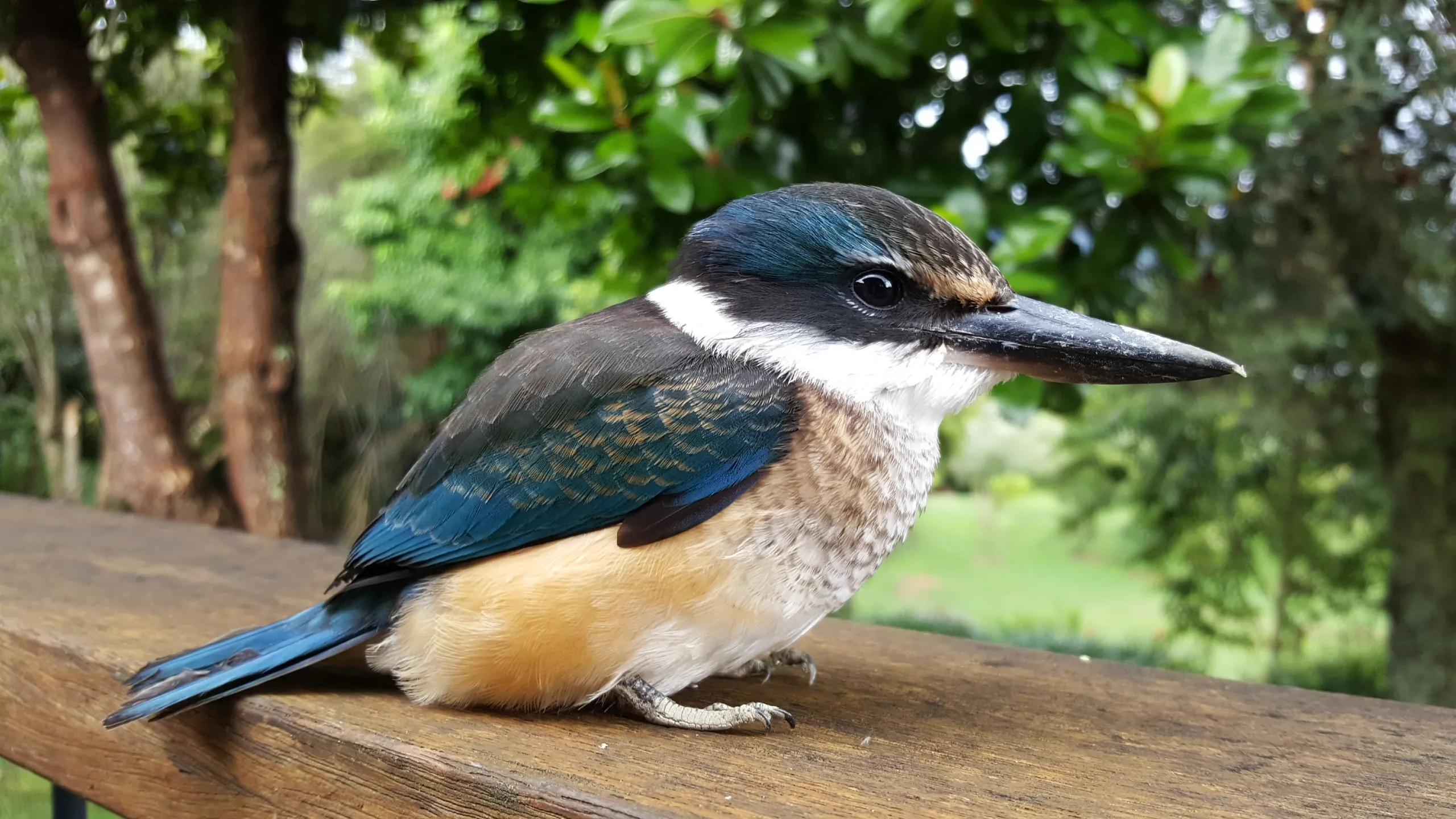 A kōtare (sacred kingfisher) with its brilliant blue back