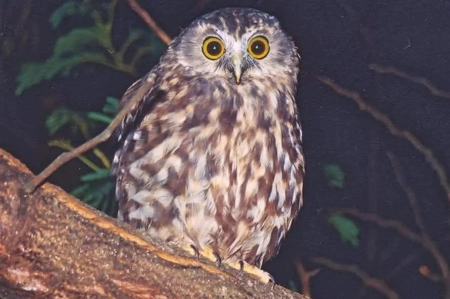 A ruru (morepork), New Zealand’s little native owl, at dusk