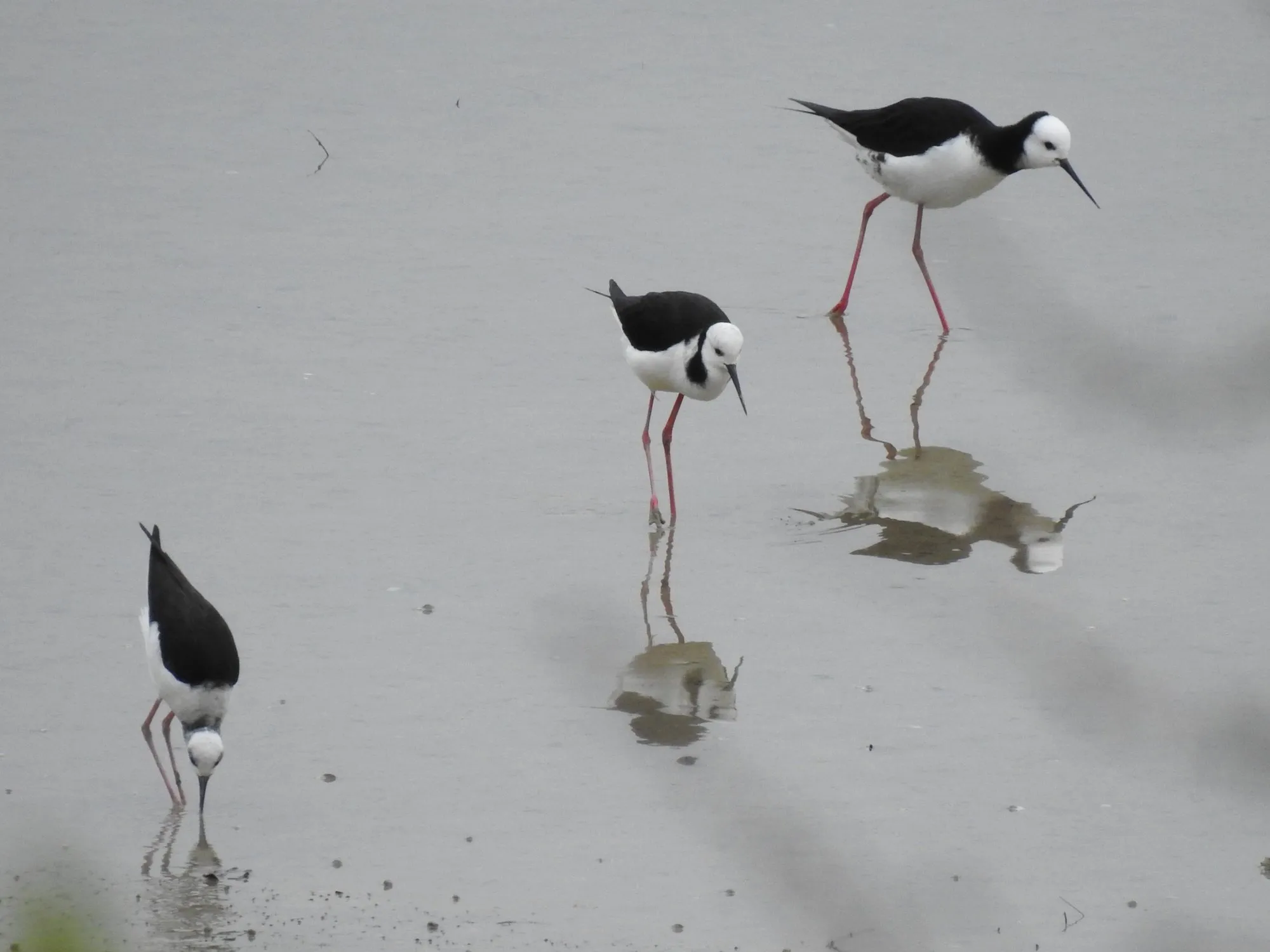 Tōrea (South Island pied oystercatchers) on the shoreline