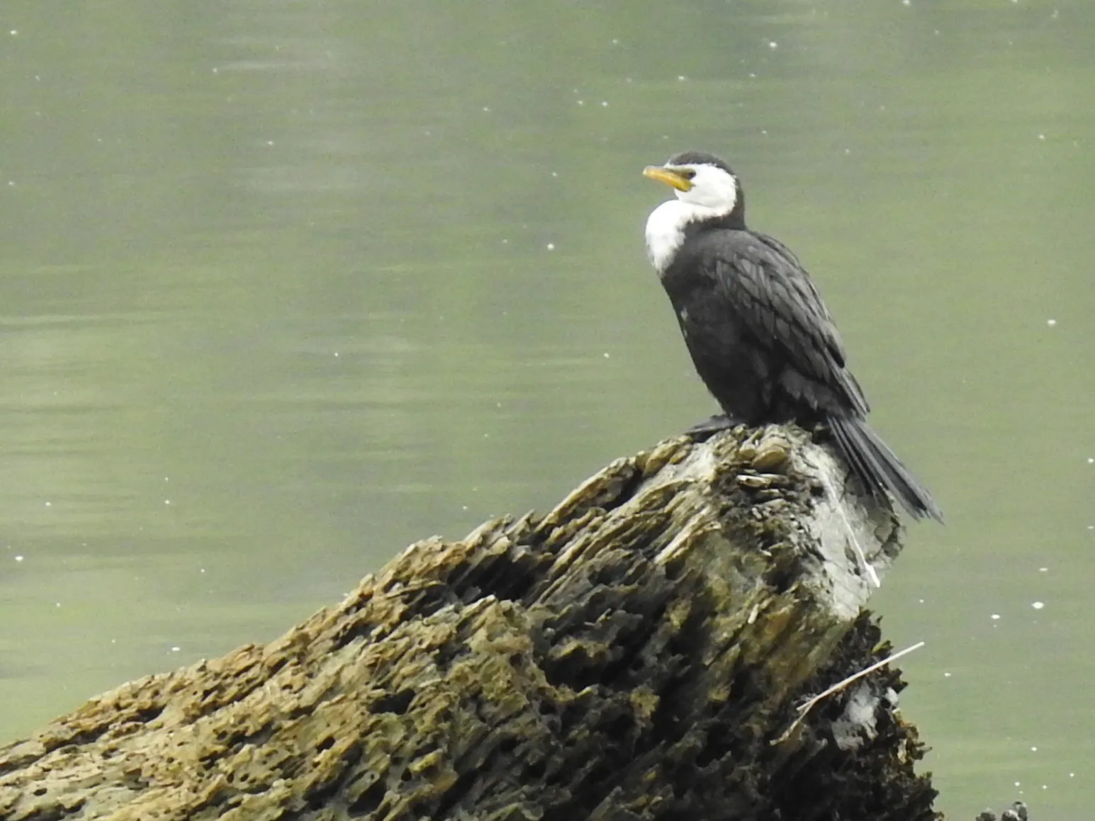 A kāruhiruhi (pied shag) drying its wings by the water