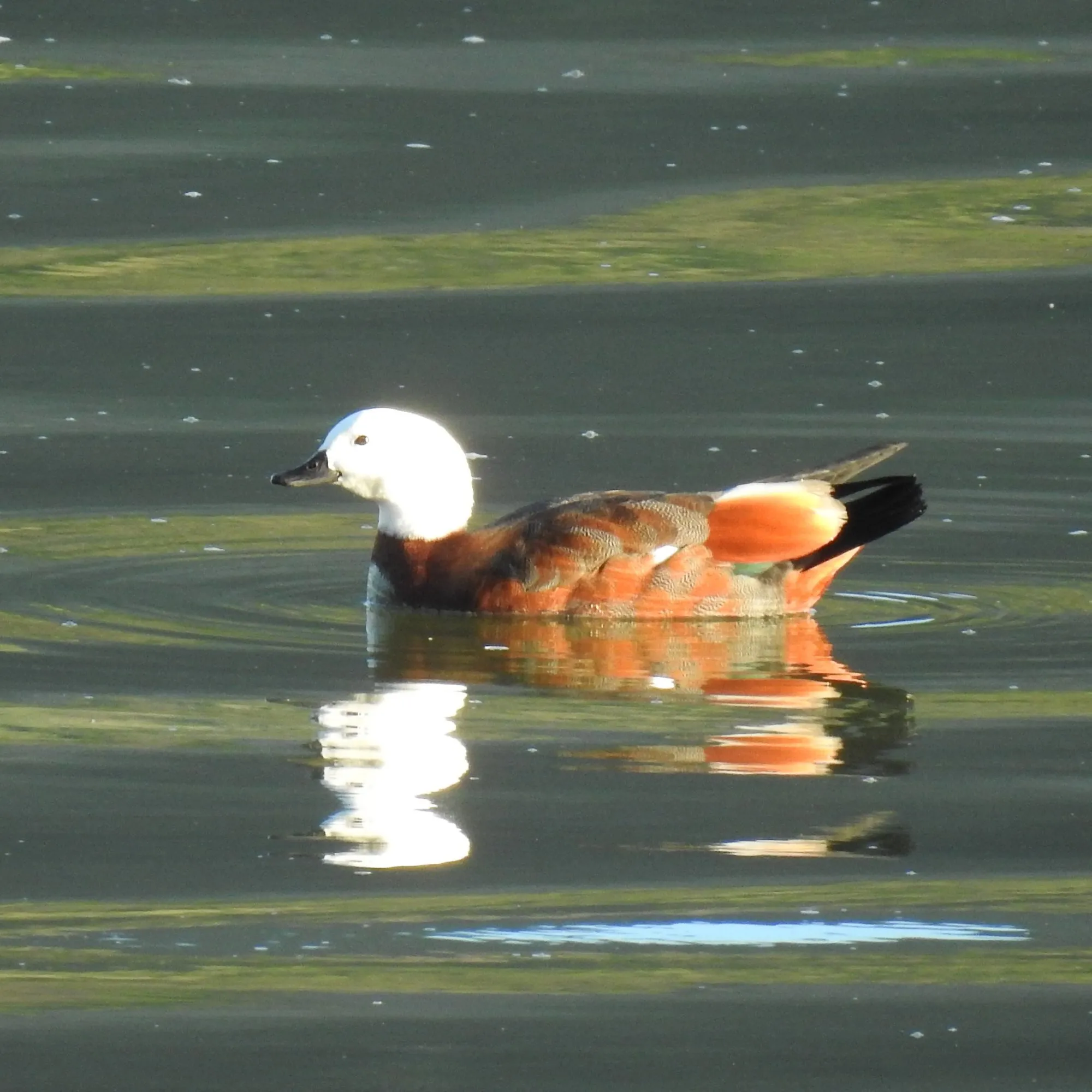 A pūtangitangi (paradise shelduck) drake at the water’s edge