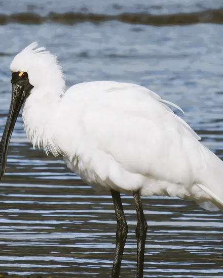 A royal spoonbill wading in the shallows
