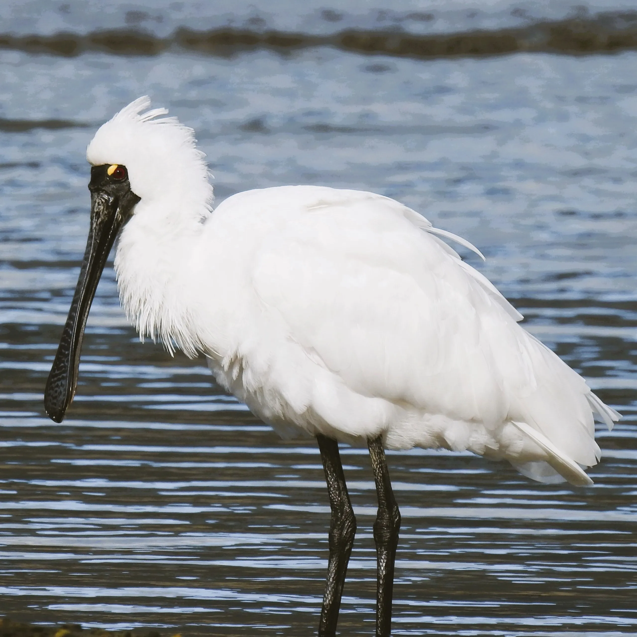 A royal spoonbill wading in the shallows