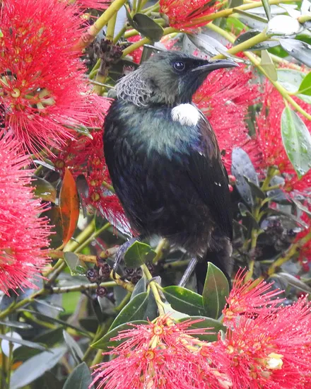 A tūī perched in a kōwhai, white throat-tuft showing