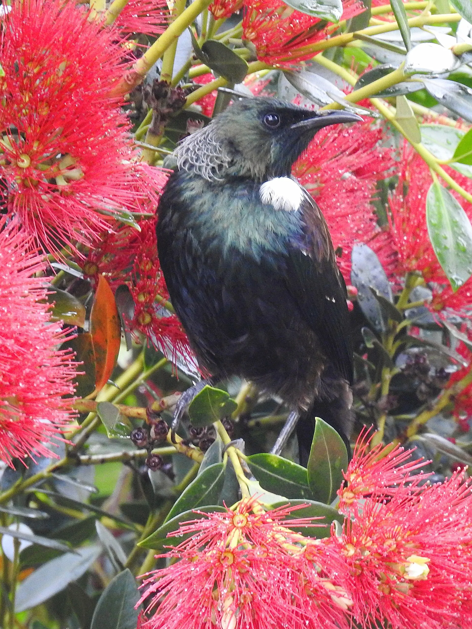 A tūī perched in a kōwhai, white throat-tuft showing