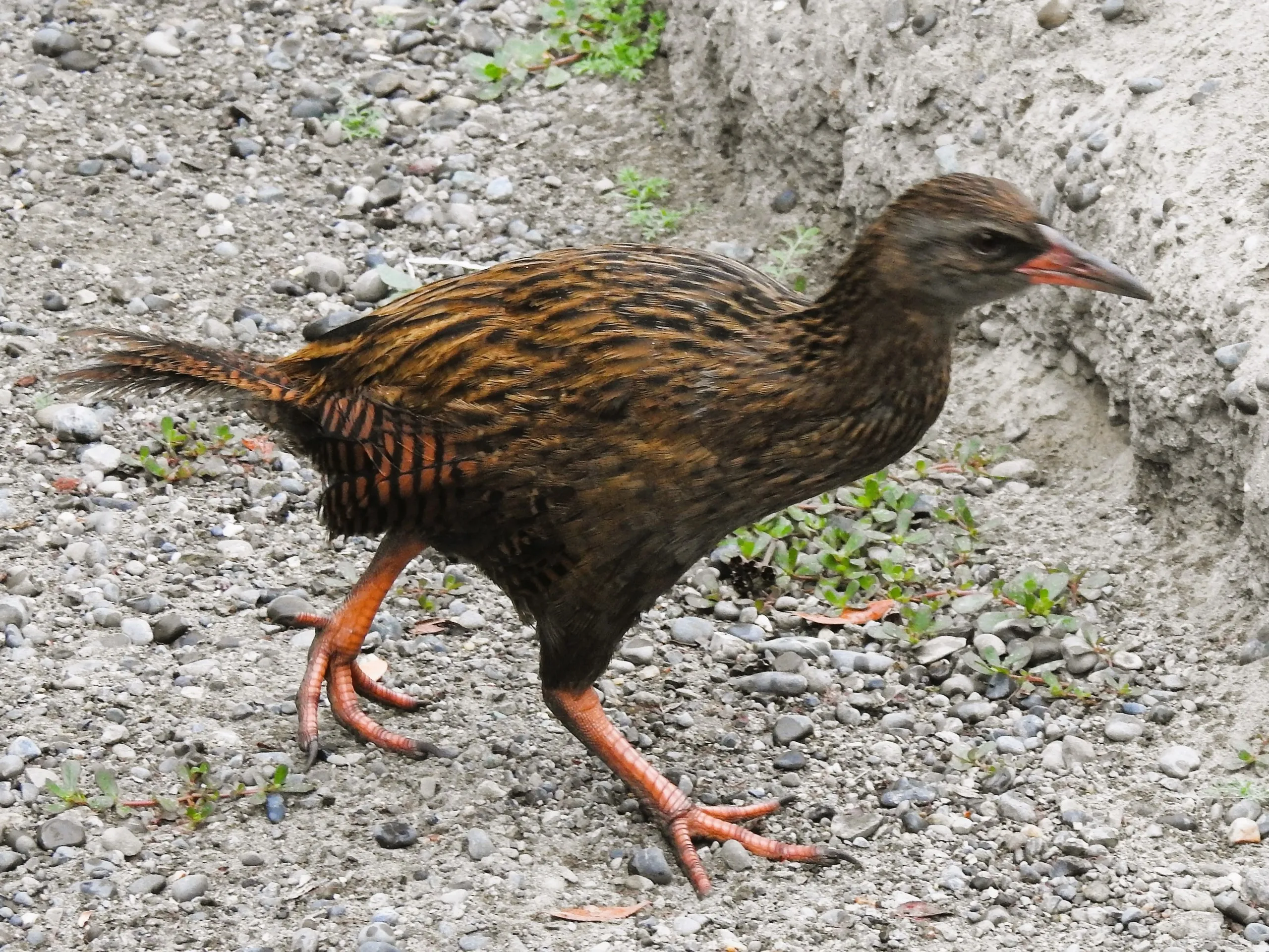A weka, the curious flightless ground-bird, foraging