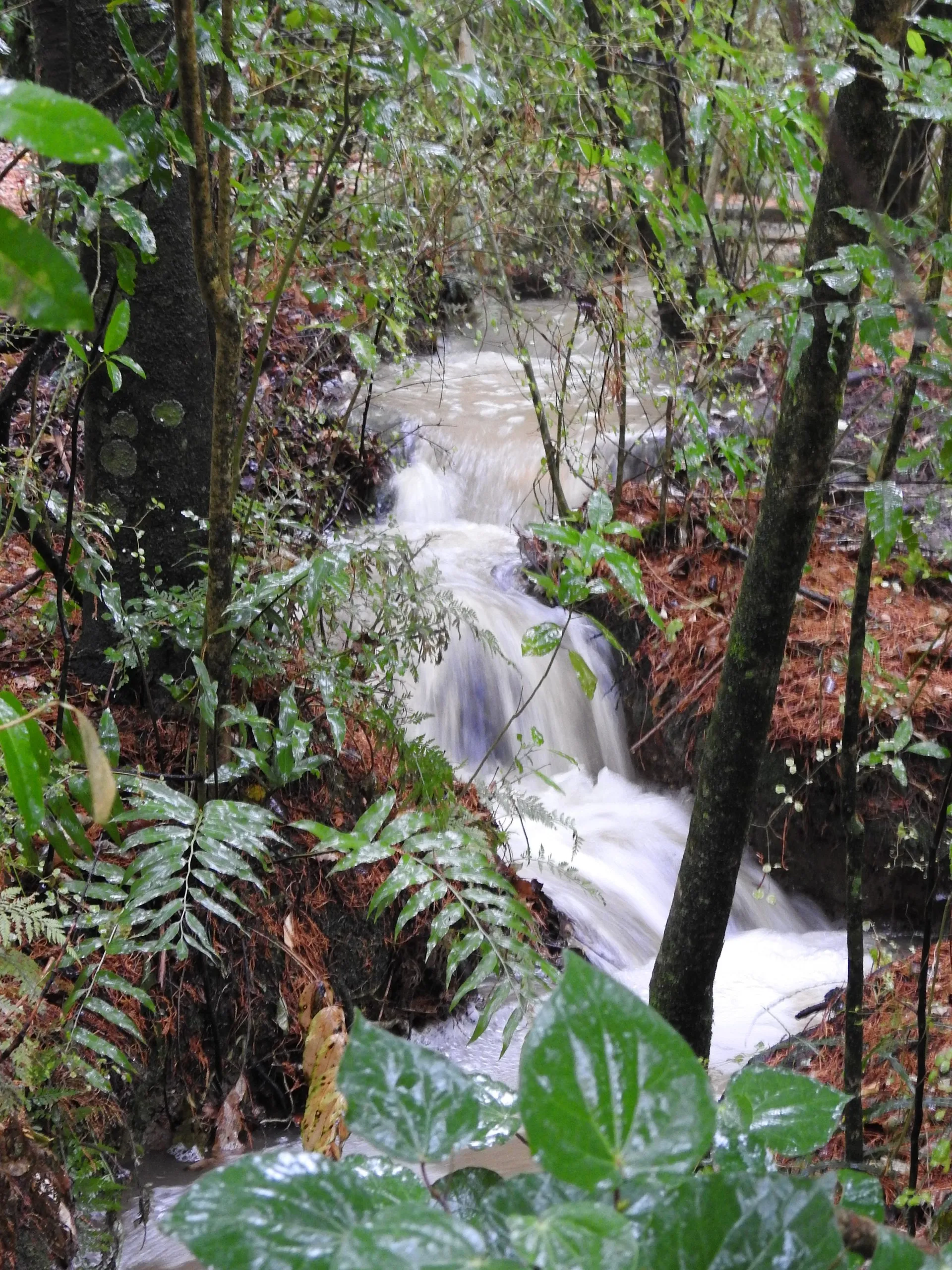 A bush stream running full after rain in the native forest