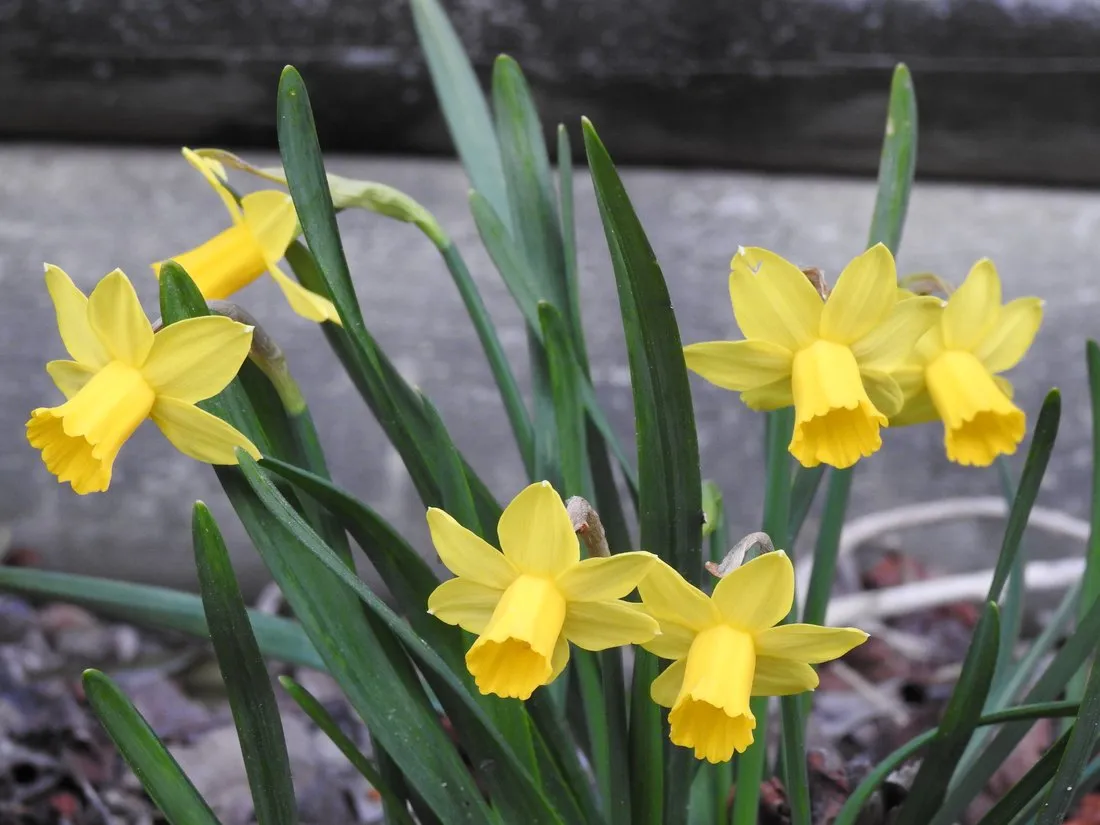 Spring daffodils flowering in the garden by the cabin