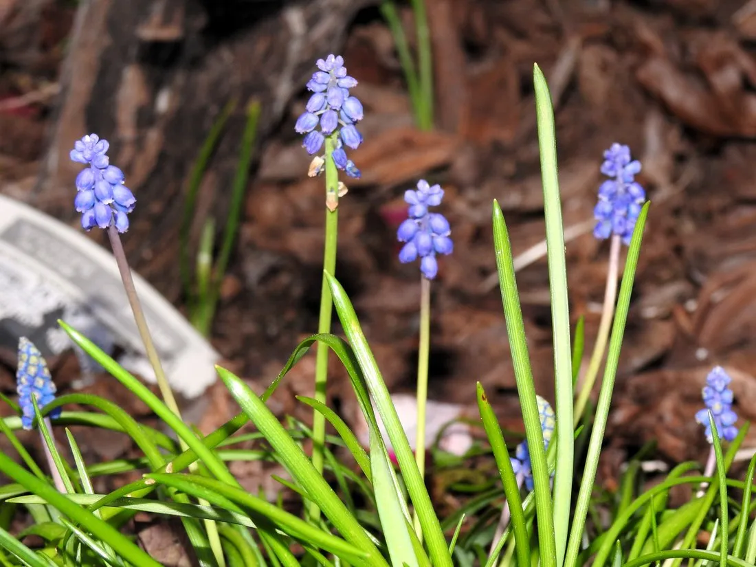 Late-winter grape hyacinths in bloom in the garden by the cabin