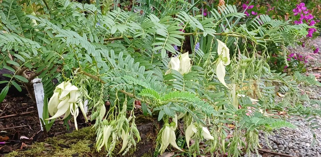 The native kākābeak in flower beside the cabin, its hanging crimson blooms