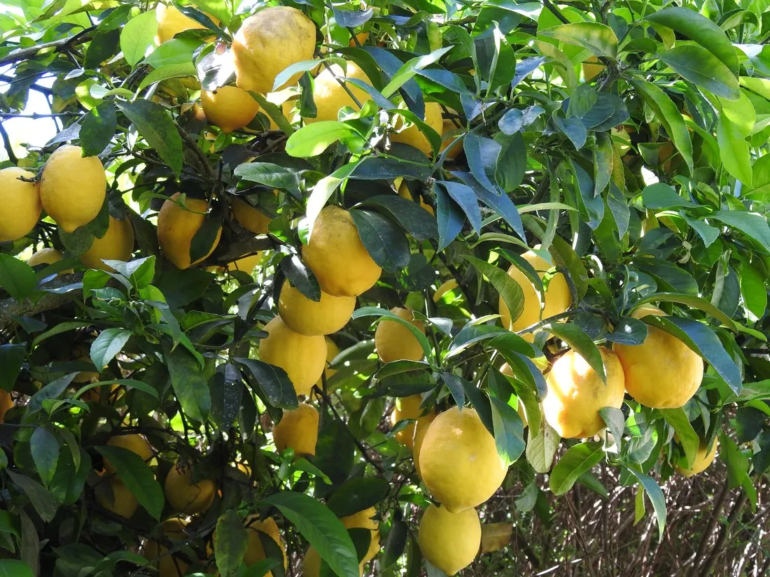Lemons ripening on the tree; guests are welcome to them when they’re plentiful