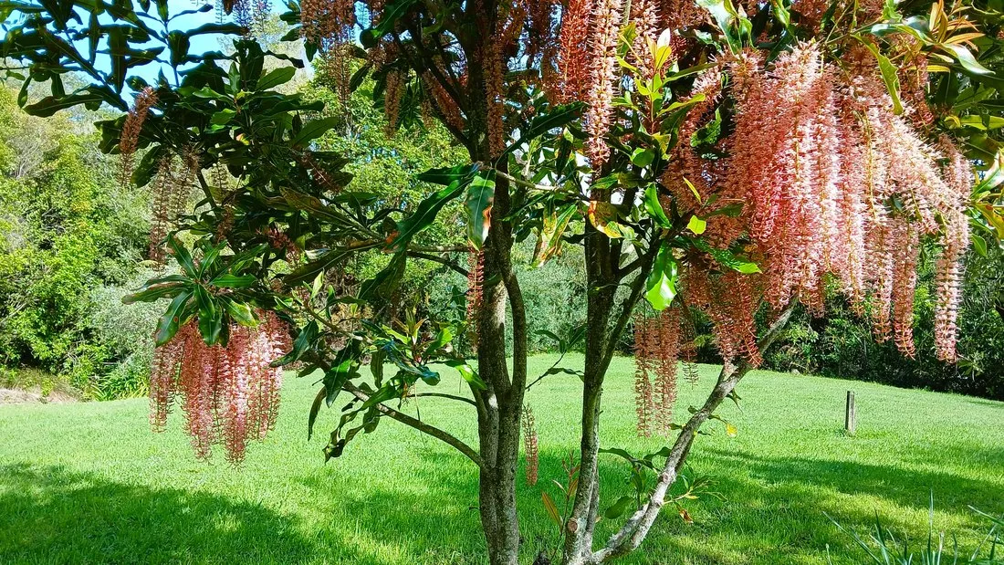 A macadamia tree the host grows, heavy with creamy flower racemes