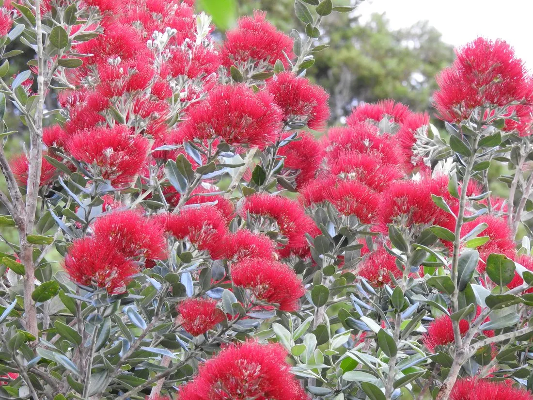 A pōhutukawa — the New Zealand Christmas tree — in vivid red flower on the front lawn